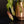 Load image into Gallery viewer, Nepenthes Mirabilis Variegated Pitcher Plant (A46)
