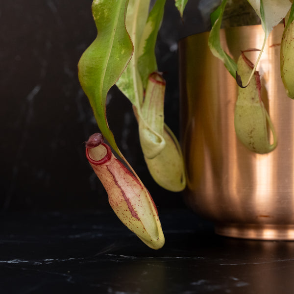 Nepenthes Mirabilis Variegated Pitcher Plant (A46)