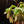 Load image into Gallery viewer, Nepenthes Mirabilis Variegated Pitcher Plant (A46)
