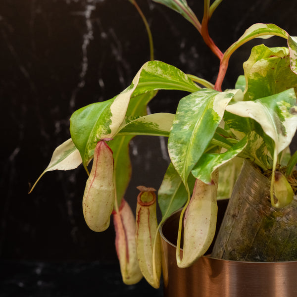 Nepenthes Mirabilis Variegated Pitcher Plant (A46)