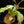 Load image into Gallery viewer, Nepenthes Mirabilis Variegated Pitcher Plant (A46)
