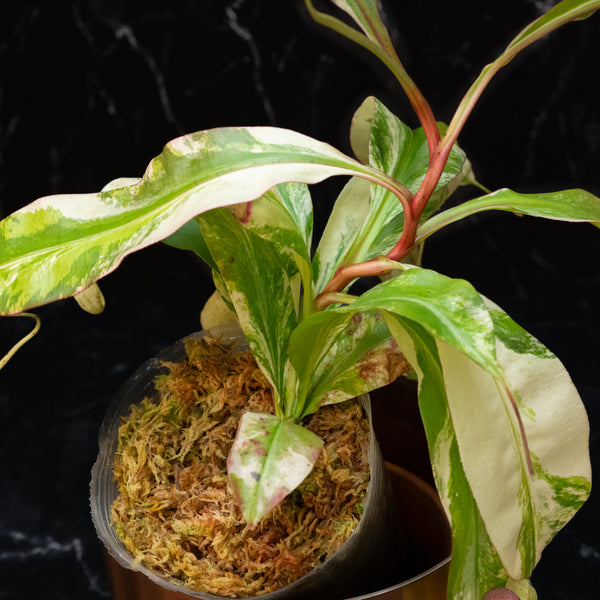 Nepenthes Mirabilis Variegated Pitcher Plant (A46)