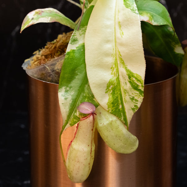 Nepenthes Mirabilis Variegated Pitcher Plant (A46)