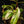 Load image into Gallery viewer, Nepenthes Mirabilis Variegated Pitcher Plant (A46)
