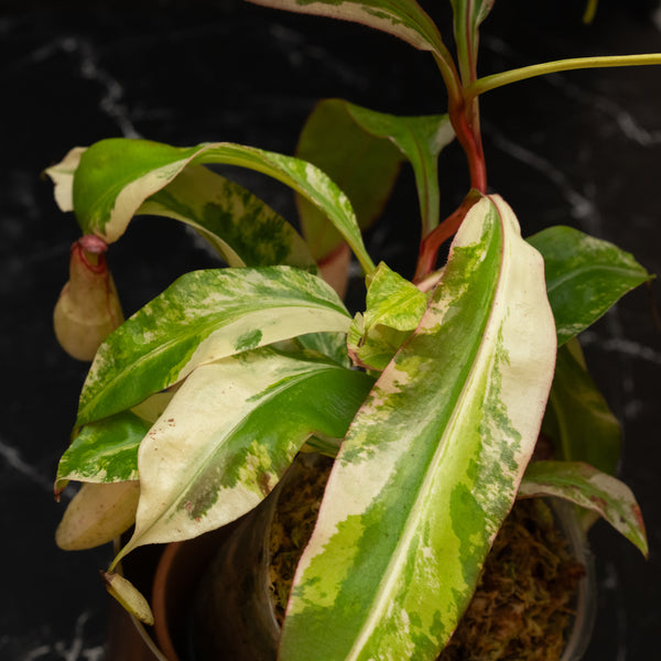 Nepenthes Mirabilis Variegated Pitcher Plant (A46)