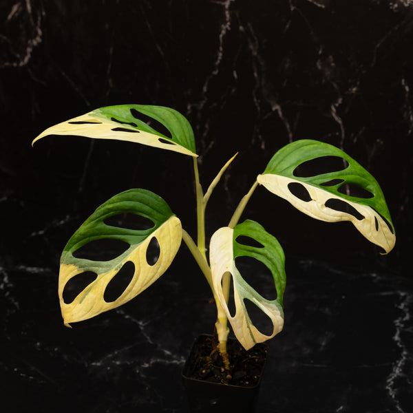 Monstera adansonii albo variegated (large form) (A46)