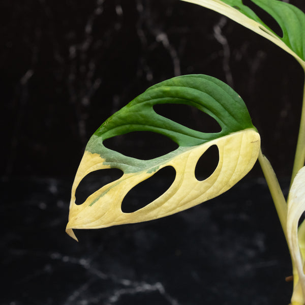 Monstera adansonii albo variegated (large form) (A46)