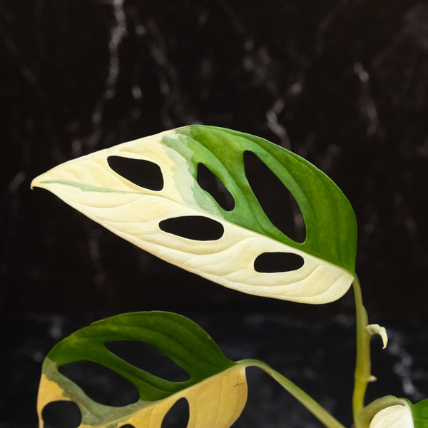 Monstera adansonii albo variegated (large form) (A46)