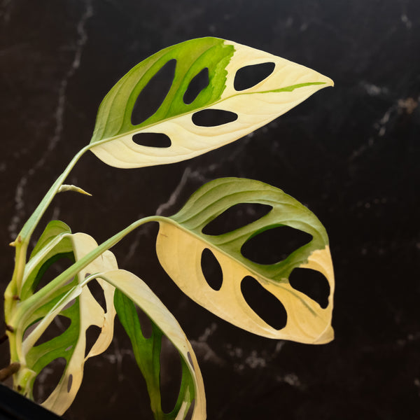 Monstera adansonii albo variegated (large form) (A46)