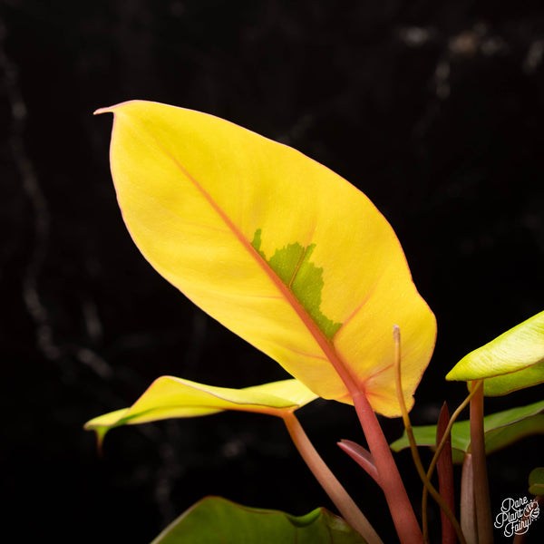 Philodendron 'Jungle Fever' (A26) – Rare Plant Fairy