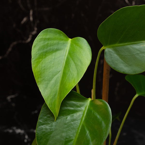 Monstera deliciosa var. 'Sierrana' (A46) *Mexican clone*