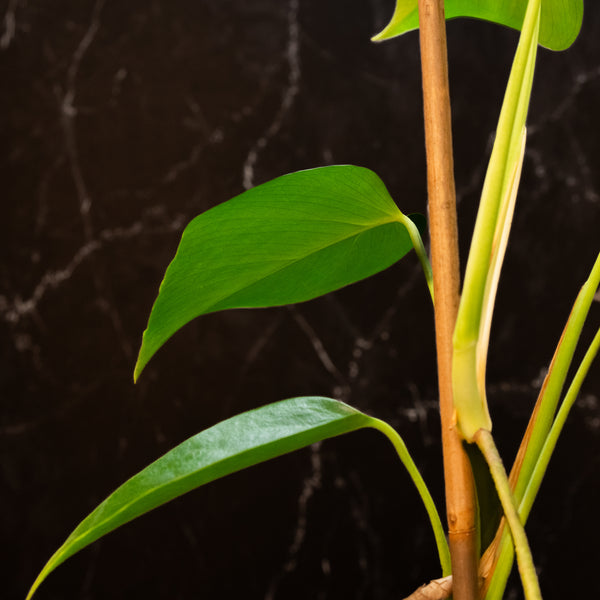 Monstera deliciosa var. 'Sierrana' (A46) *Mexican clone*