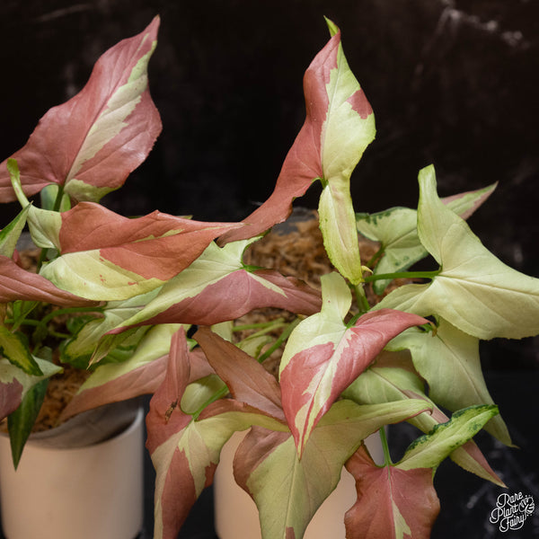 Syngonium orm nagpum 'Pink Salmon' *Grower's choice*