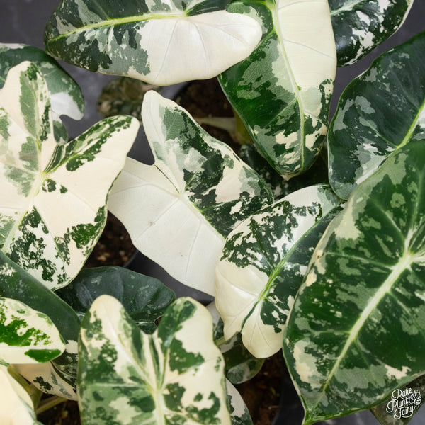 Alocasia Trio: Alocasia 'Frydek' Albo, 'Dragon Scale' Albo and 'Bambino' Pink