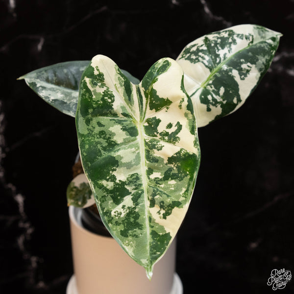 Alocasia 'Frydek' albo variegated *Grower's Choice*