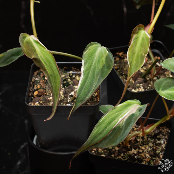 Philodendron micans variegated 'Velvet Halo' starter *Grower's choice*