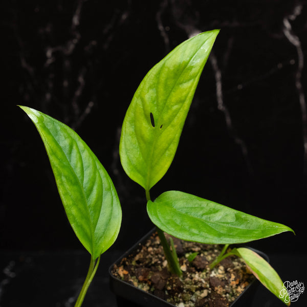 Monstera obliqua 'Bolivia' *Grower's choice*