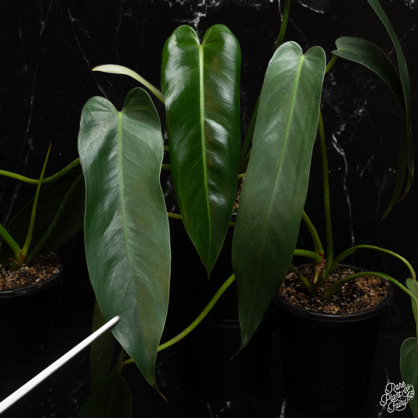 Philodendron Spiritus Sancti *Grower's choice*