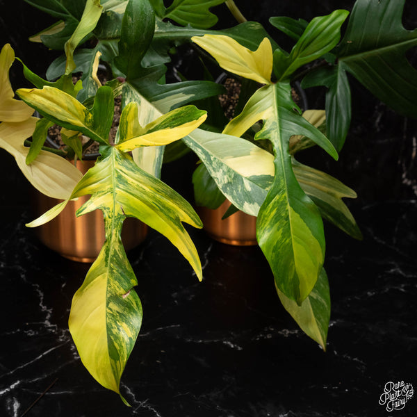 Philodendron 'Florida Beauty'  *Grower's choice*