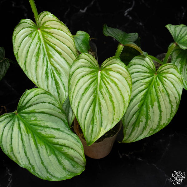 Philodendron mamei 'Silver Cloud' *Grower's choice*