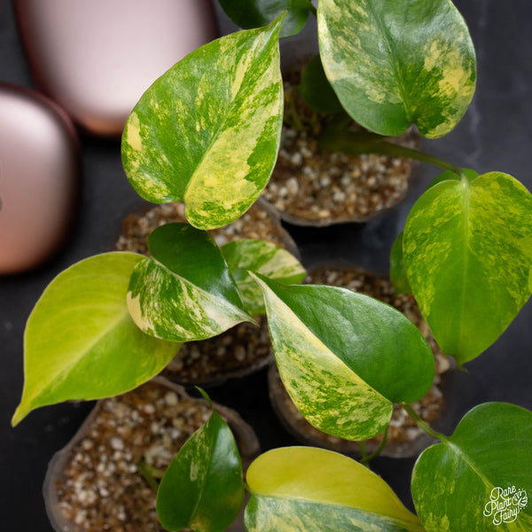 Monstera deliciosa aurea variegated (large form) *Grower's choice*