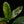 Load image into Gallery viewer, Dieffenbachia &#39;Big Ben&#39; (A48) *multiple plants*
