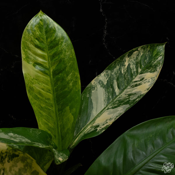 Dieffenbachia 'Big Ben' (A48) *multiple plants*