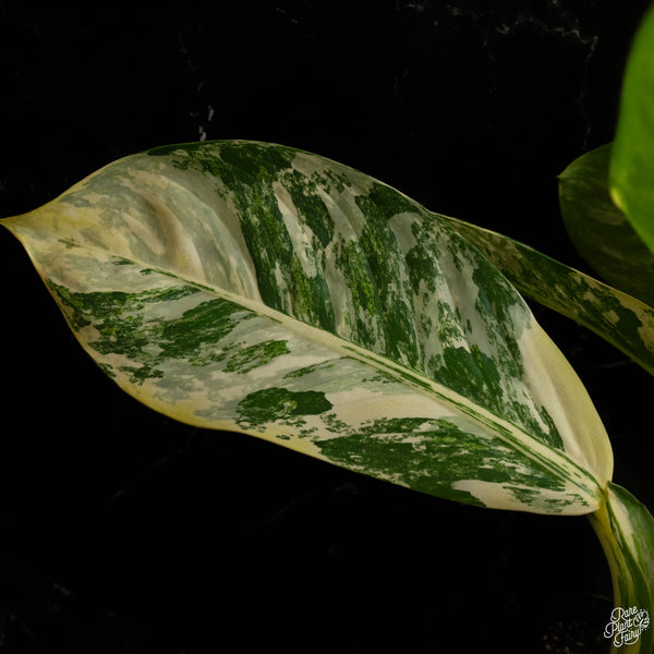 Dieffenbachia 'Big Ben' (A48) *multiple plants*