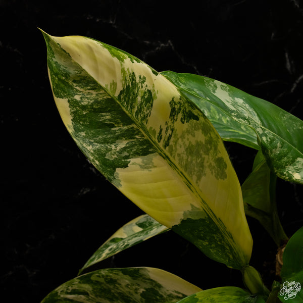 Dieffenbachia 'Big Ben' (A48) *multiple plants*