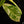 Load image into Gallery viewer, Dieffenbachia &#39;Big Ben&#39; (A48) *multiple plants*
