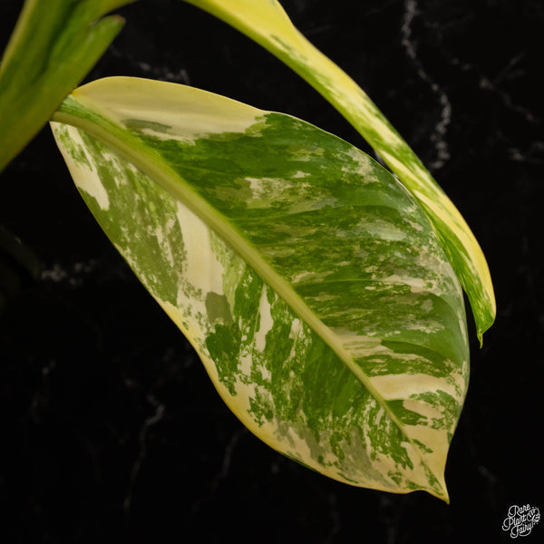 Dieffenbachia 'Big Ben' (A48) *multiple plants*