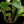 Load image into Gallery viewer, Dieffenbachia &#39;Big Ben&#39; (A48) *multiple plants*
