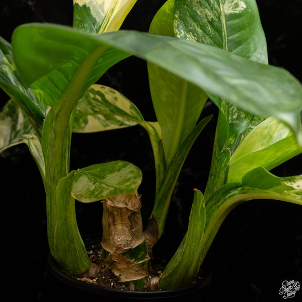 Dieffenbachia 'Big Ben' (A48) *multiple plants*