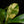 Load image into Gallery viewer, Dieffenbachia &#39;Big Ben&#39; (A48) *multiple plants*
