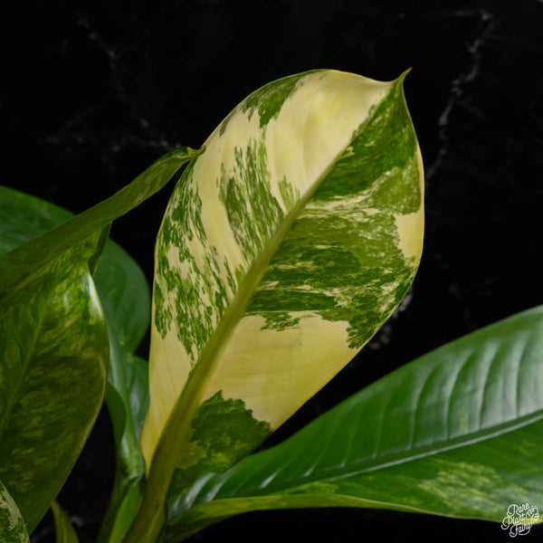 Dieffenbachia 'Big Ben' (A48) *multiple plants*