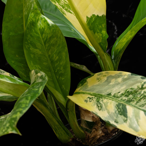 Dieffenbachia 'Big Ben' (A48) *multiple plants*