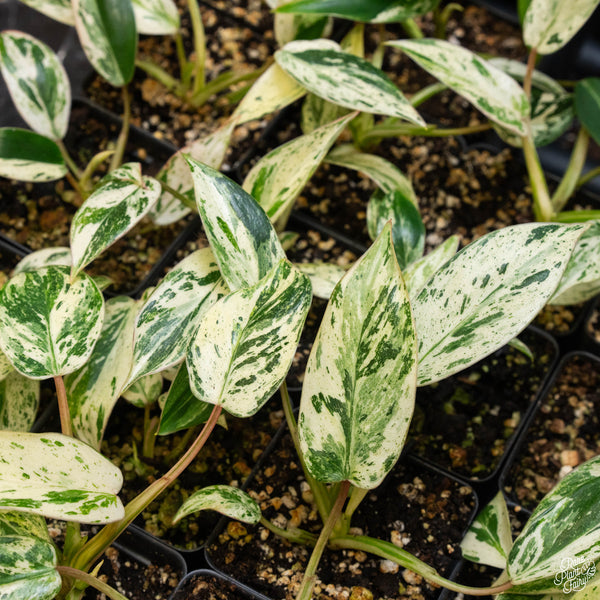 Philodendron 'Emerald King' *Grower's Choice*