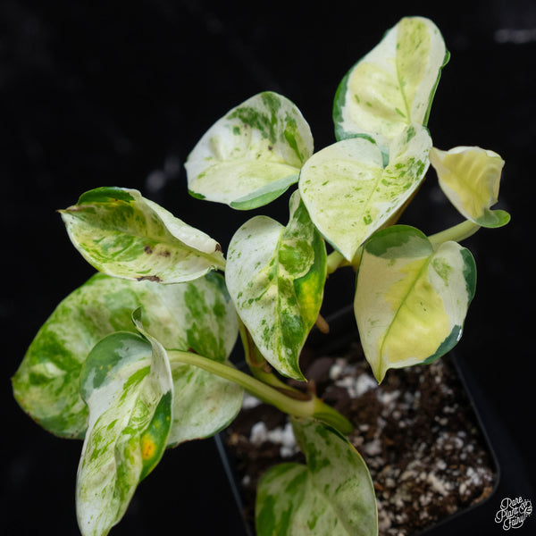 Epipremnum aureum 'Japanese Global' (wk3-A)