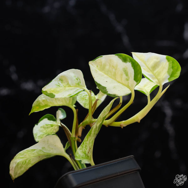 Epipremnum aureum 'Japanese Global' (wk3-B)