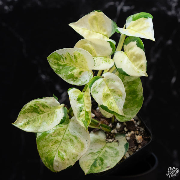 Epipremnum aureum 'Japanese Global' (wk3-B)