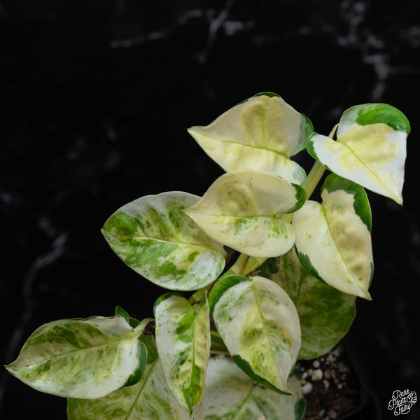 Epipremnum aureum 'Japanese Global' (wk3-B)