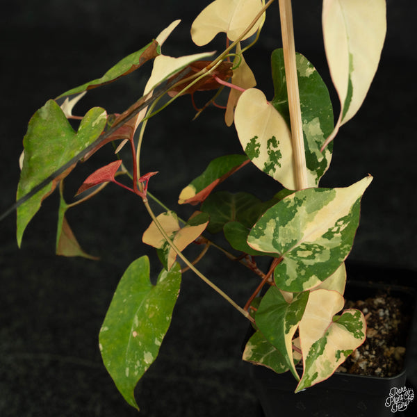 Fallopia multiflora variegated (wk3-B)