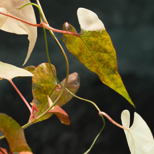 Fallopia multiflora variegated (wk3-B)