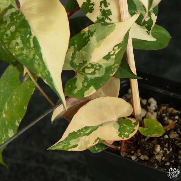 Fallopia multiflora variegated (wk3-B)