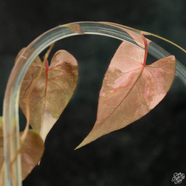 Fallopia multiflora variegated (wk3-A)