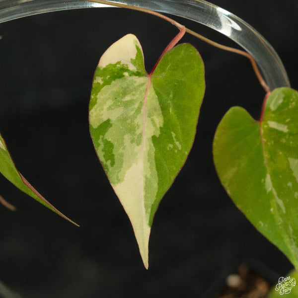 Fallopia multiflora variegated (wk3-A)