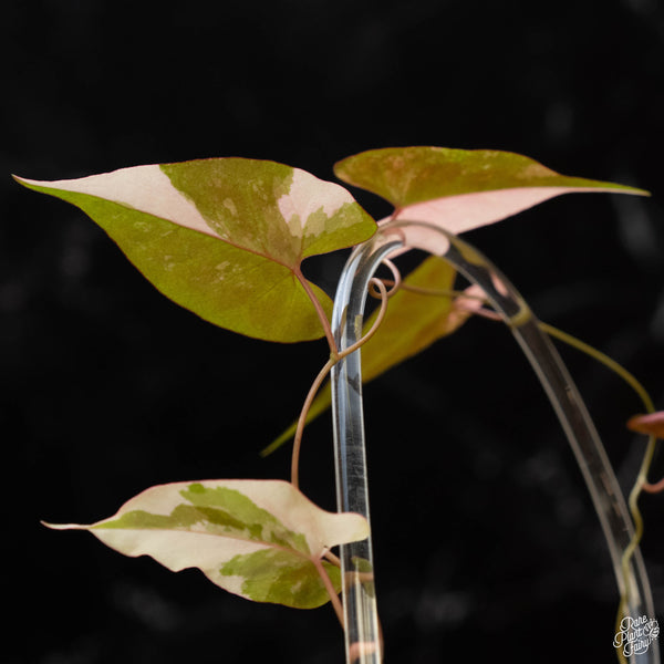 Fallopia multiflora variegated (1C)