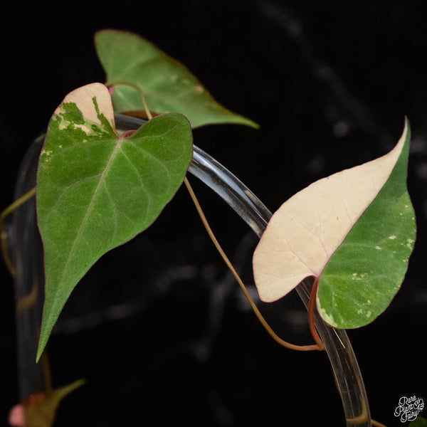 Fallopia multiflora variegated (1C)