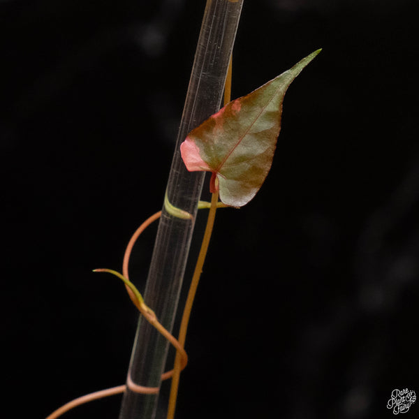 Fallopia multiflora variegated (1C)