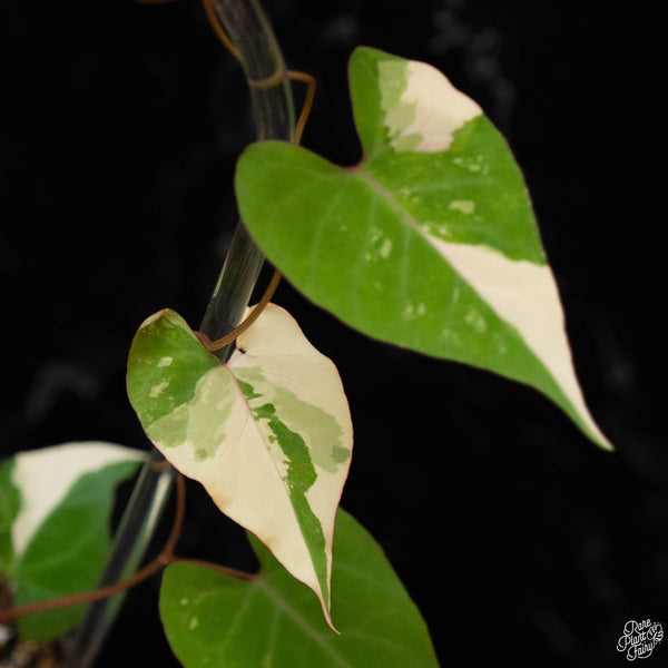 Fallopia multiflora variegated (1C)